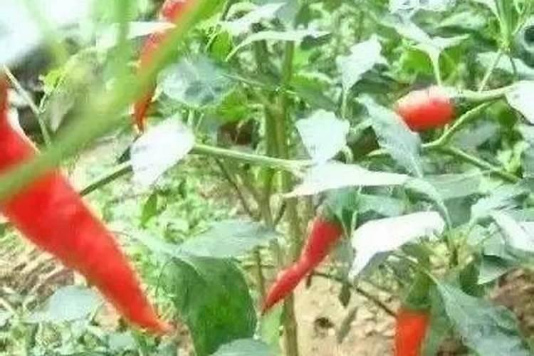 硼肥的10大禁忌