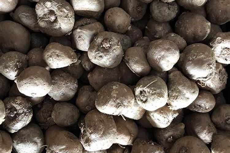 魔芋冬季如何防冻