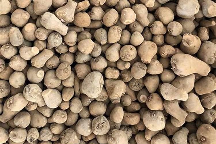 魔芋出苗后施什么肥