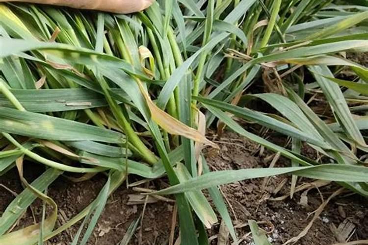 小麦拔节期这一便打什么药