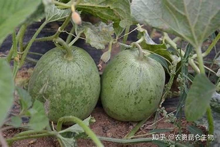 养猪用的预混料里面加豆粕好还是加鱼粉好？