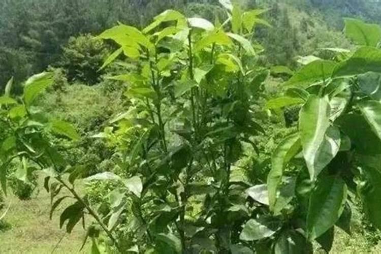 茼蒿如何间苗