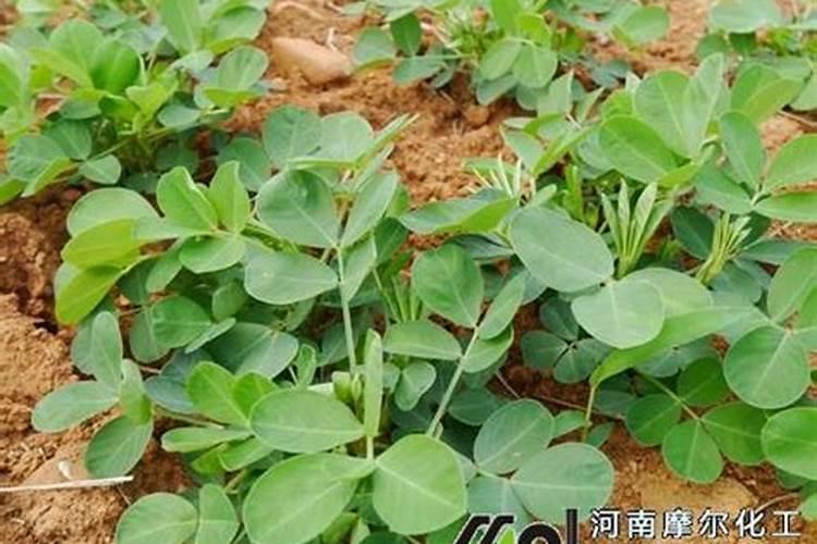 落地生根怎么养成老桩造型