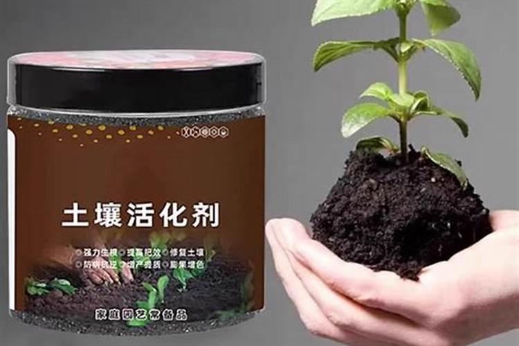 多肉观音莲怎样养让它快速的爆出小芽
