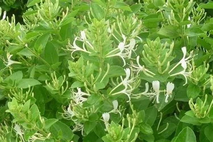 金银花上什么肥料最合适,金银花的正确施肥方法介绍