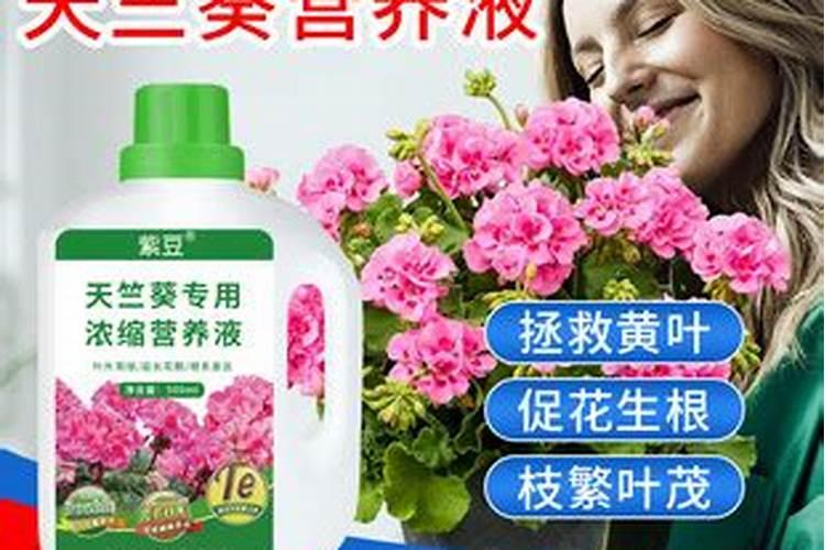 天竺葵用什么肥料