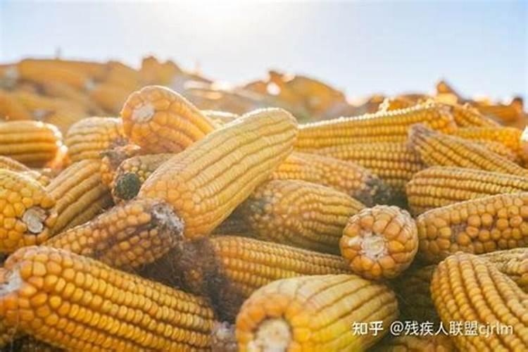 玉米底肥一次性施肥 氮磷钾 各用多少？