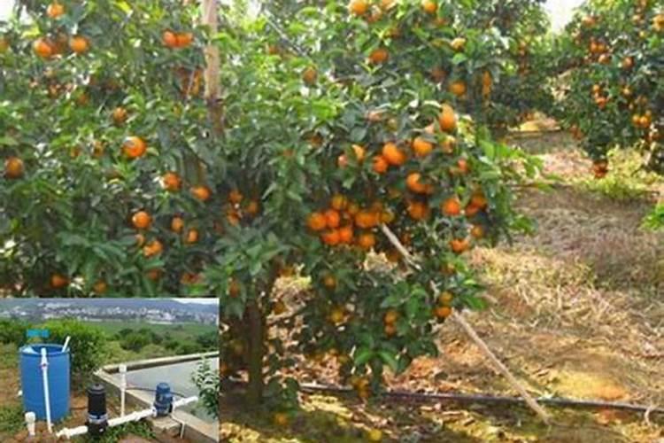 有机肥的发展怎么样？有做的吗？