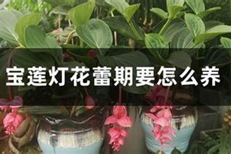 土豆施肥时间和方法 施肥要点有哪些