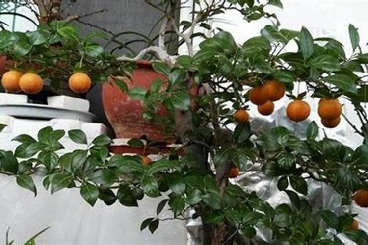 芸苔素解药害几天能见效