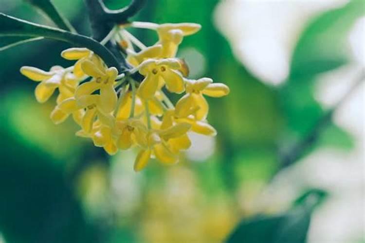 北方桂花夏天怎么养