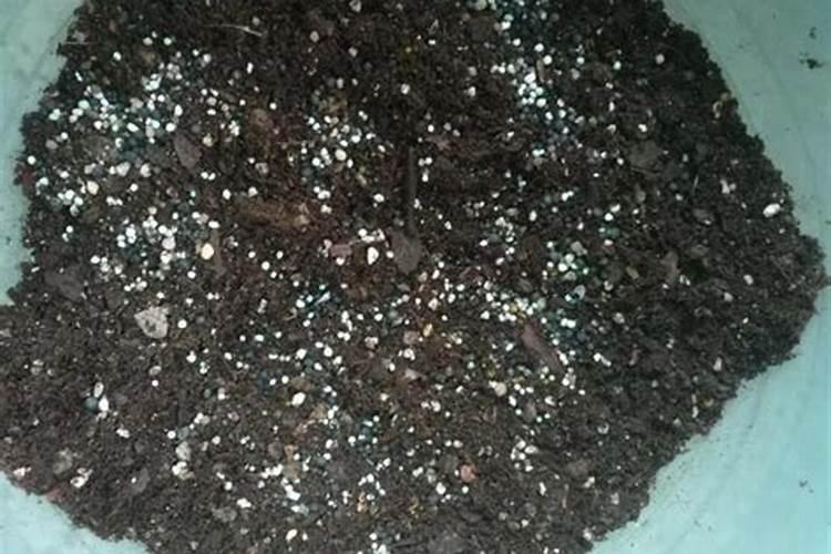 海棠果怎么才能种出苗吗？