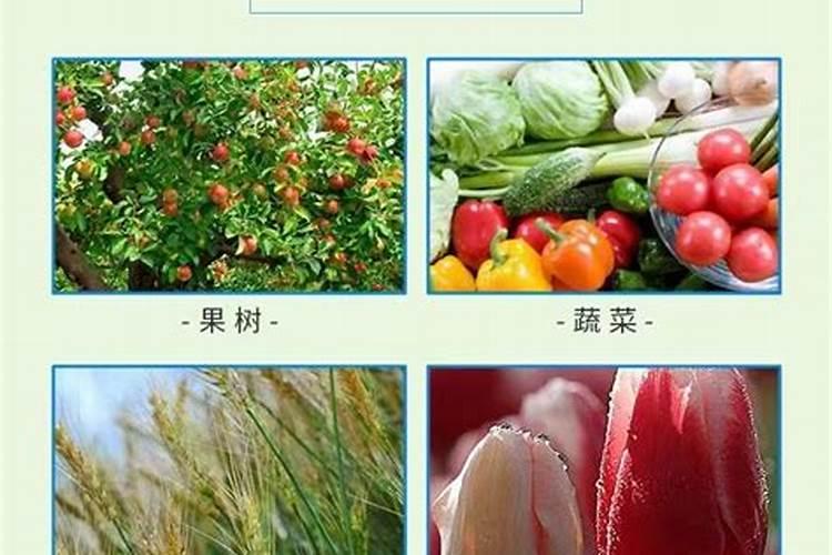 柑橘全年施肥时间表