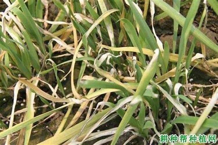 叶面肥可以和杀虫剂杀菌剂混用吗