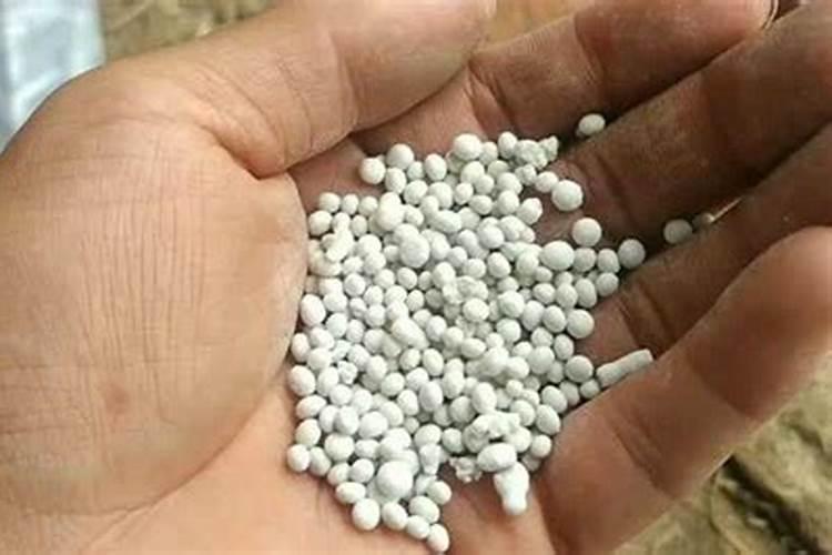 袖珍椰子怎样施肥