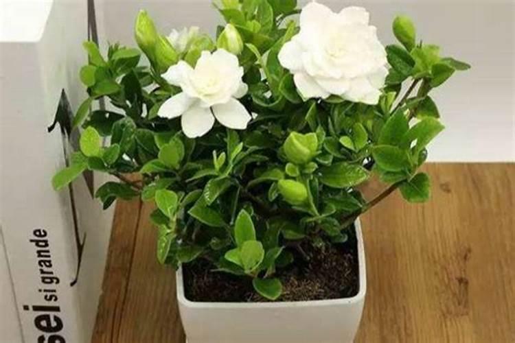 棉花需要什么土