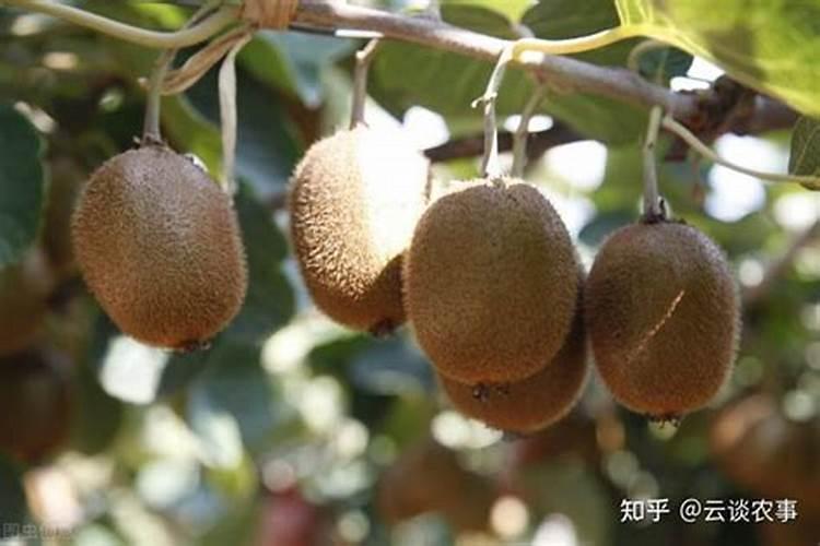 君子兰叶片上能喷营养液吗