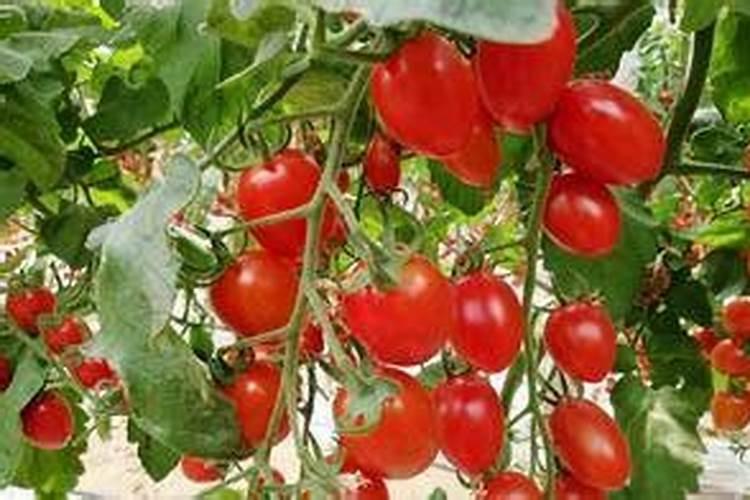葡萄转色期用什么肥料好 可以使用硝酸钾吗