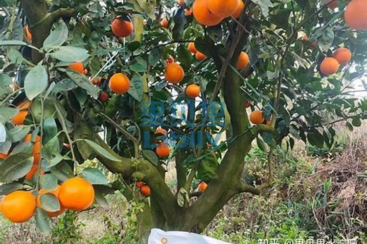 瓜果蔬菜叶面肥的正确使用方法(什么时候打叶面肥好)