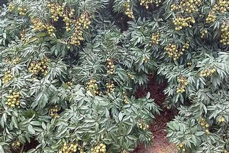 荔枝到售卖阶段了,可脱果落果情况严重该怎么处理？