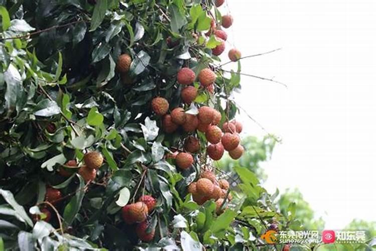 月季买回来种下多久才能施肥