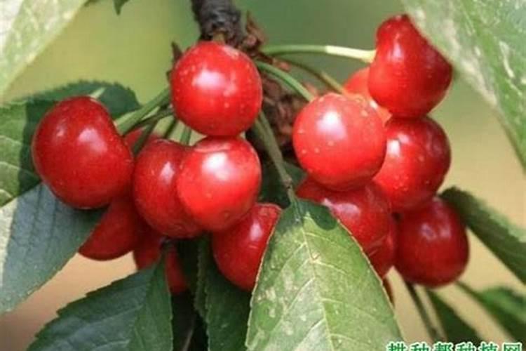 大棚樱桃什么时候冲高钾肥？