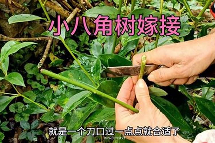 硝酸磷肥跟硝铵磷肥有什么区别。