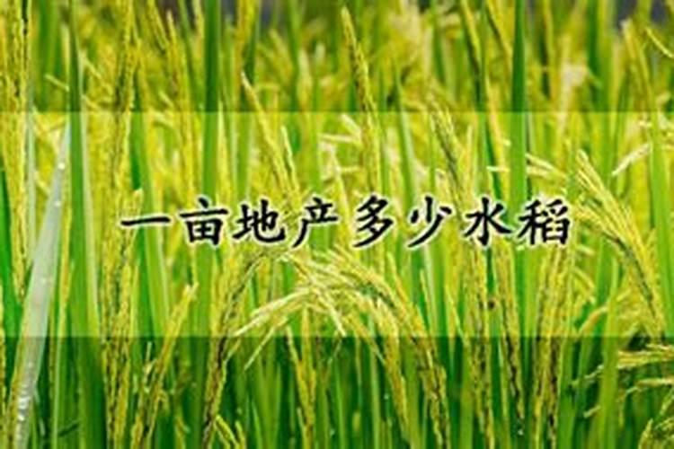水溶肥哪个品牌好
