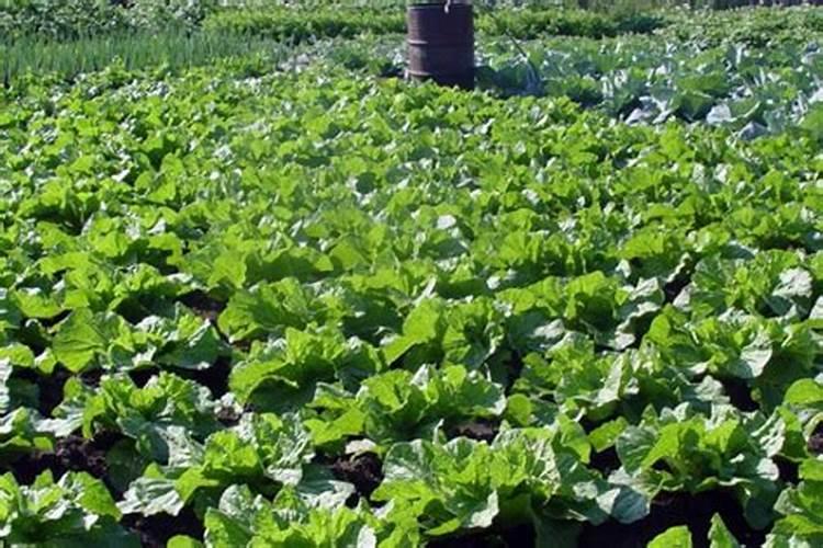脆蜜金桔种植技术与管理是什么？