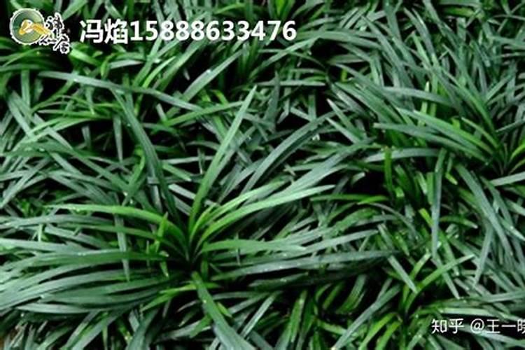 玉龙草发黄是什么原因