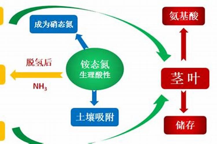 铵态氮肥,硝态氮肥和尿素在土壤中的转化有何不同