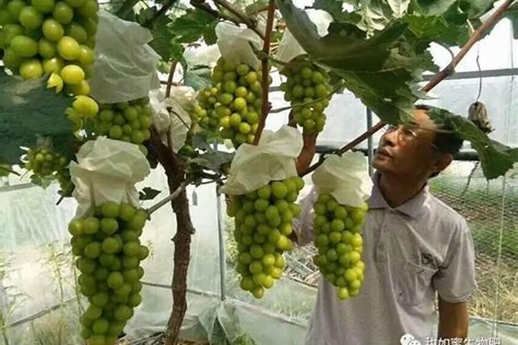 施特优大量元素水溶肥好吗
