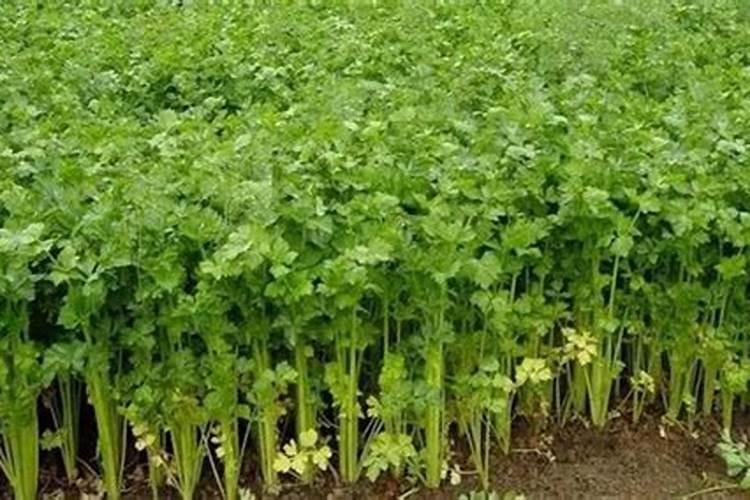 红薯的施肥方法,用什么肥料合适