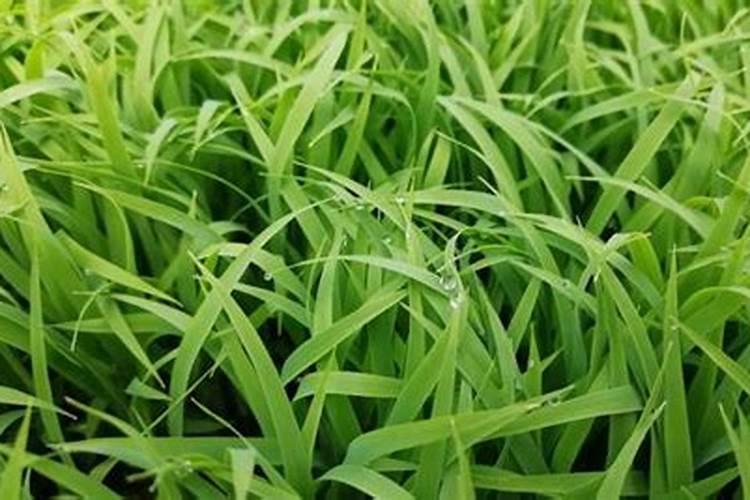 青海草原上的牧草种类