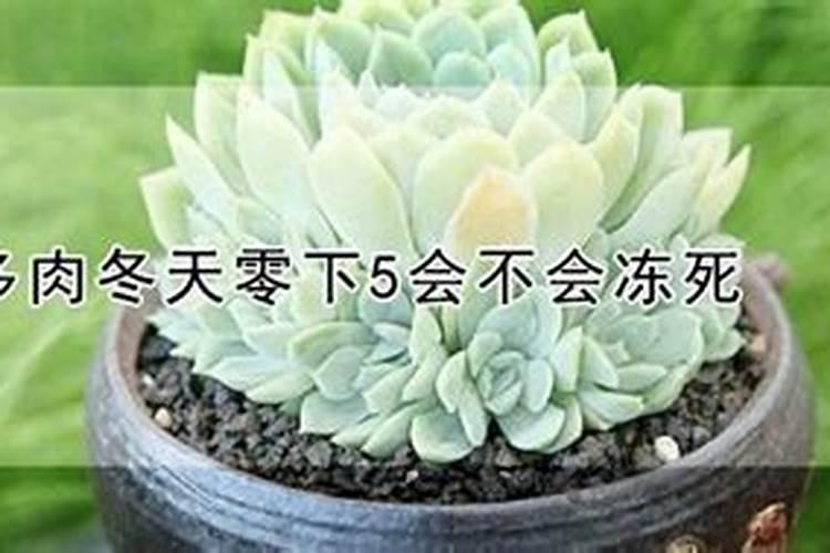 养花高手用一勺白糖,把花养成一面绿墙!