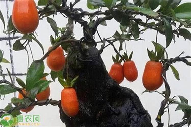 金弹子喜肥吗 喜欢施什么肥料