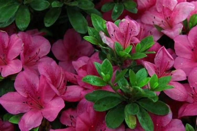 春季杜鹃花怎么施肥 施什么肥才能开花