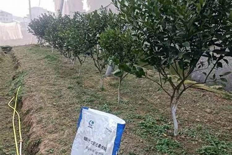 叶面肥可以灌根吗 叶面肥多长时间能吸收