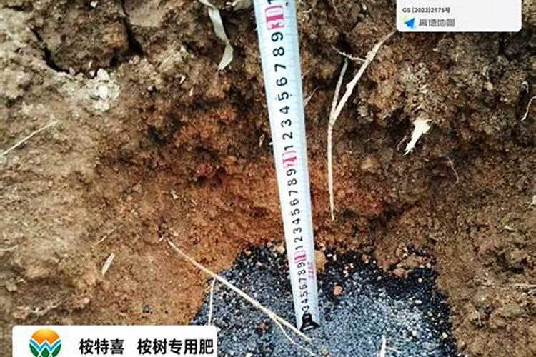 桉树幼苗施什么肥