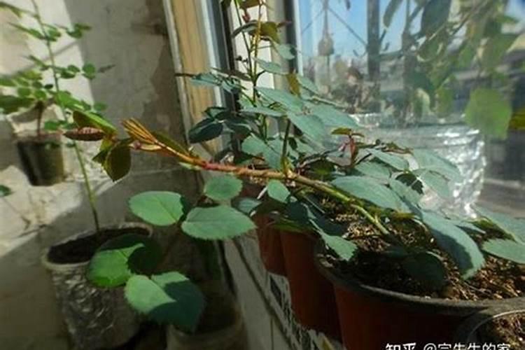 鱼鳞可以做肥料吗