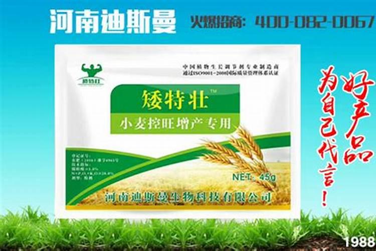 控小麦用叶绿素十磷酸二氢钾行:吗？