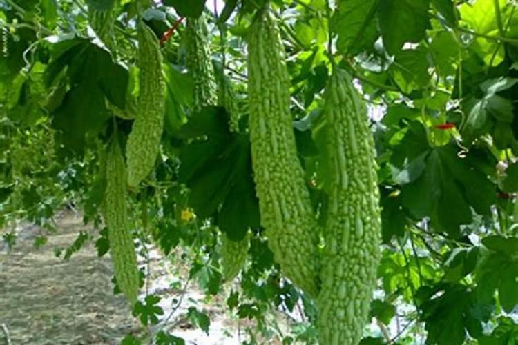 种植苦瓜和茄子下底肥是硝酸钾好还是硫酸钾好