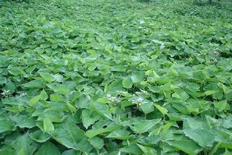 生菜缺硼症状