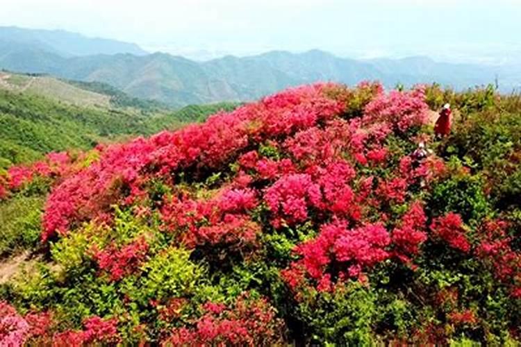 杜鹃开花期间施什么肥