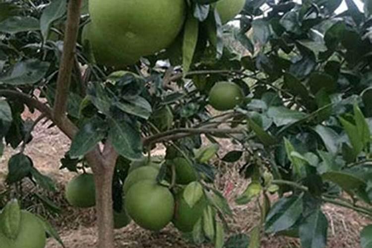 柚子树用什么肥料最好