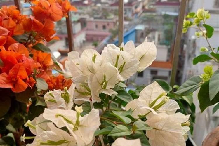 三角梅花期如何浇水施肥