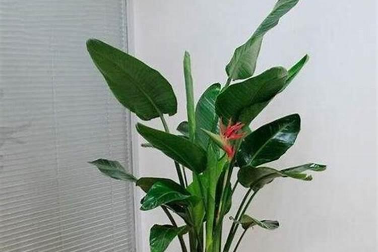 天堂鸟开裂的叶子修复