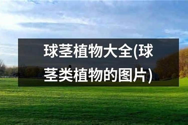 废弃的平菇如何做肥料