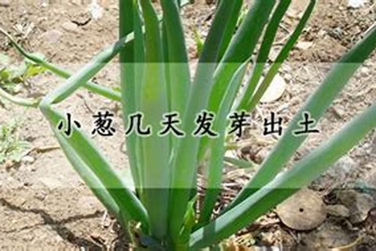 白露小葱能喷叶面肥吗？