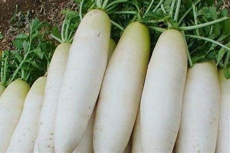 胡萝卜施肥法需肥特点